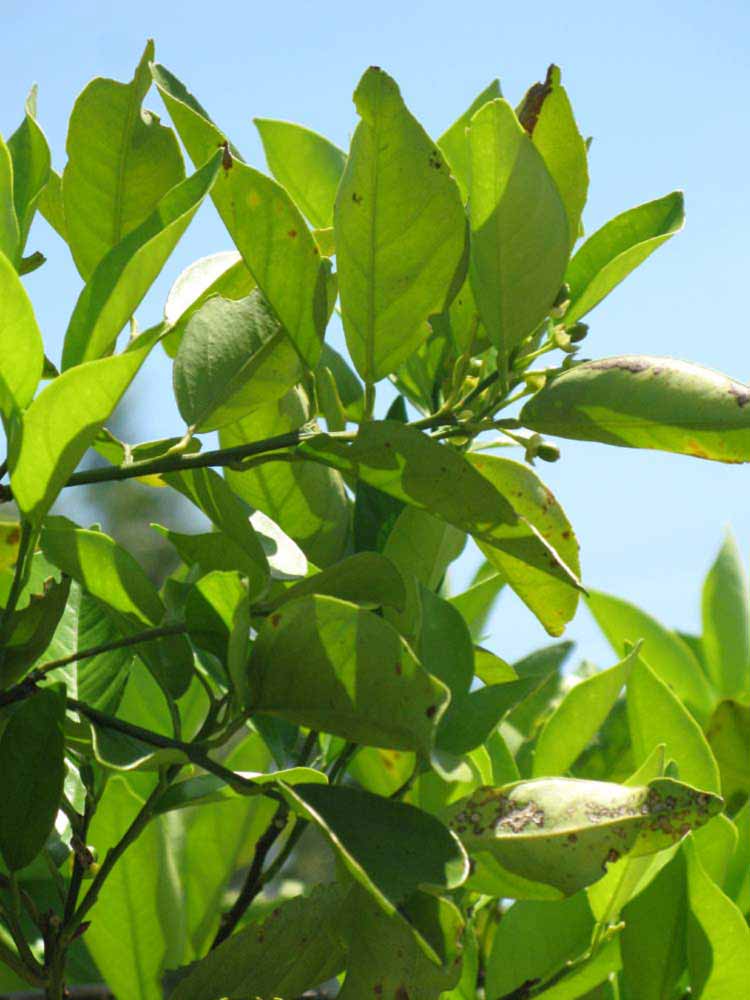              Sun leaves (Winter Haven, FL)       